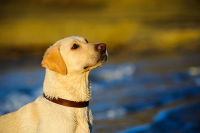Yellow labrador retriever standing at riverbank