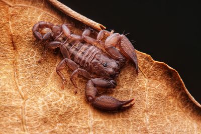 Close-up of insect over black background