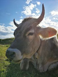 View of a turtle on field