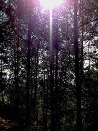 Low angle view of trees