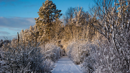 Bare trees on snow covered landscape