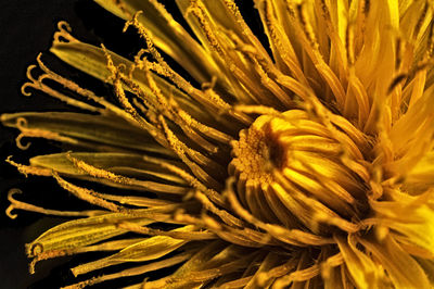 Close-up of yellow flowering plant