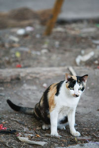 Portrait of cat sitting outdoors