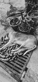 High angle view of dog resting in basket