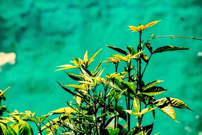 Close-up of yellow flowering plant