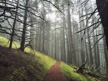 Dirt road passing through forest