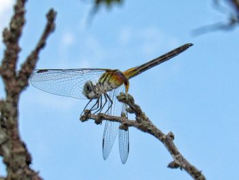 Low angle view of insect on blue against sky