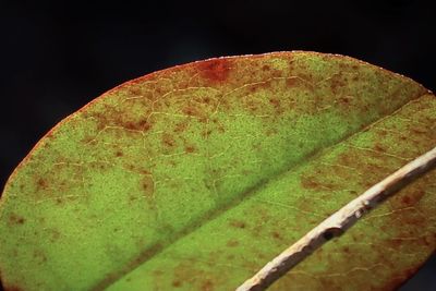 High angle view of leaf over black background