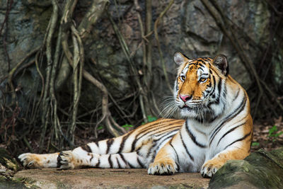 Cat resting in a forest