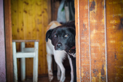 Portrait of a dog