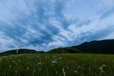 Scenic view of field against sky