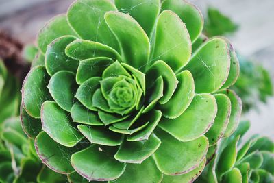 Close-up of spider web on succulent plant