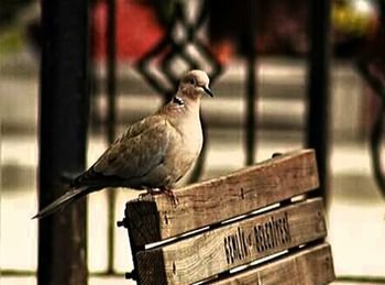 Bird perching on railing