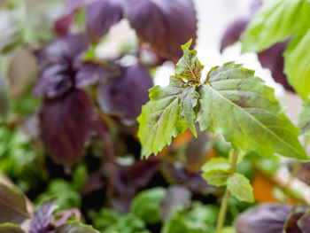 Basil seedlings. growing edible organic basil, arugula, microgreens for healthy nutrition. 