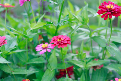 Close-up of pink flowering plants