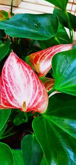 Close-up of pink flowering plant