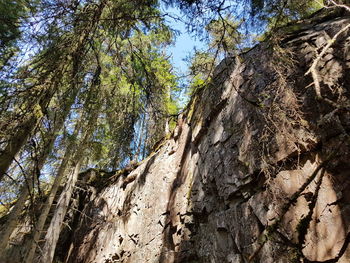 Low angle view of trees on rock formation against sky