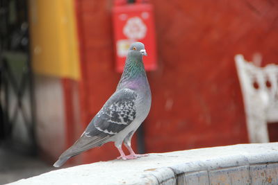 Close-up of pigeon perching on wall