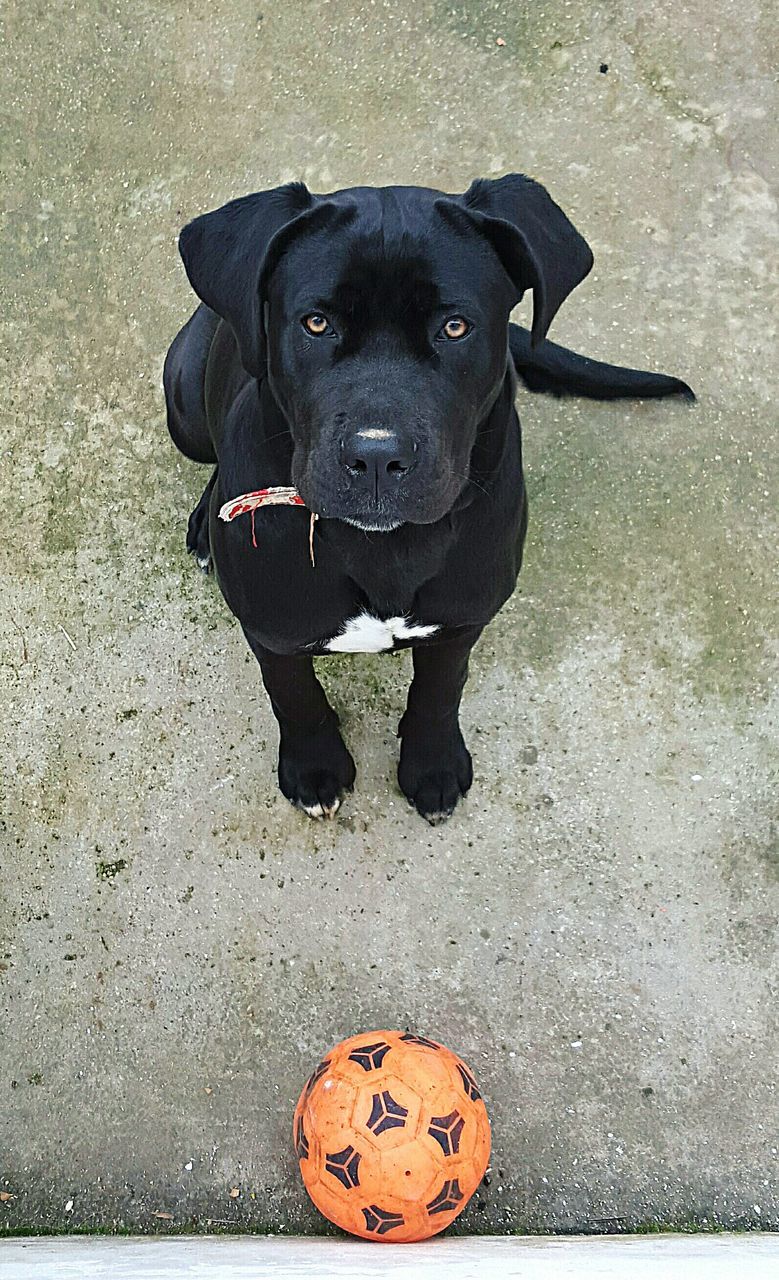 dog, pets, high angle view, one animal, black color, portrait, domestic animals, street, looking at camera, animal themes, mammal, close-up, outdoors, day, no people, black, sidewalk, standing, sitting, front view