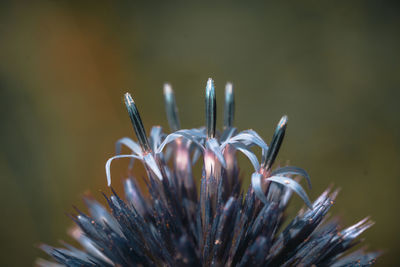 Close-up of flowering plant