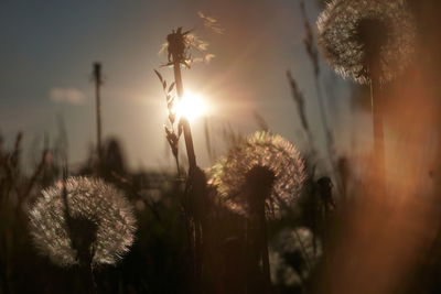 Close-up of dandelion on field against sky during sunset