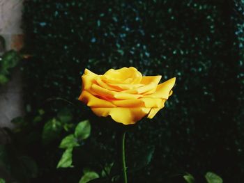 Close-up of yellow flower blooming outdoors