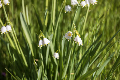 Close-up of white flowering plants on field