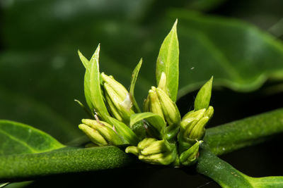 Close-up of fresh green plant