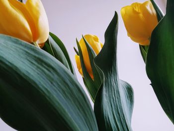 Close-up of yellow flowering plant against white background