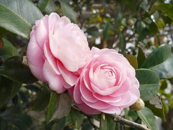 Close-up of pink rose