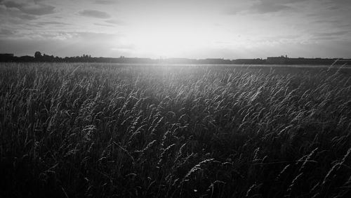 Scenic view of field against sky during sunset