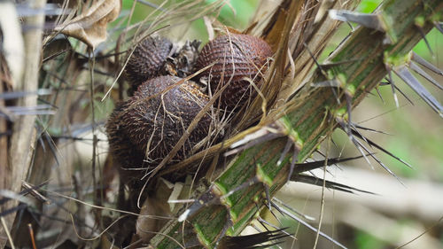 Close-up of insect on plant