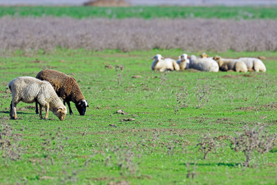 Sheep grazing on field