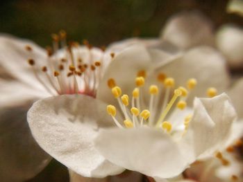 Close-up of white flowers