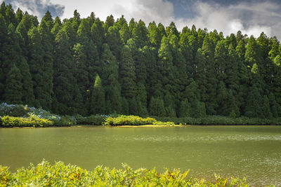 Lagoa do canario - view of the green lagoon of canary lake in sao miguel island, azores, portugal 