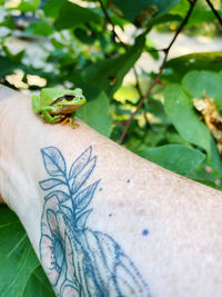 Close-up of a hand holding lizard