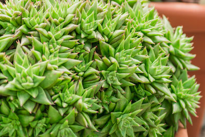 Natural green cactus in plastic flower pot. close up