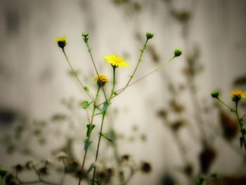 Close-up of yellow flowers