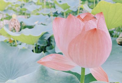 Close-up of pink lotus