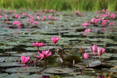 Close-up of pink water lily in lake