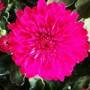 Close-up of pink flowers