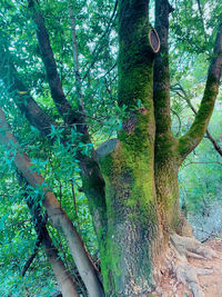 Low angle view of trees in forest