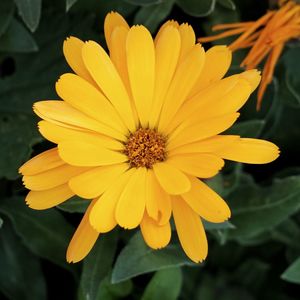 Close-up of yellow flower