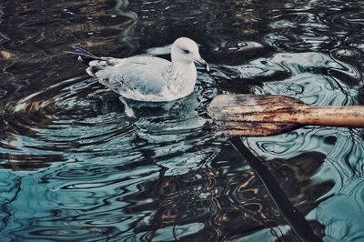 High angle view of duck swimming on lake