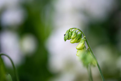 Close-up of green bud on plant