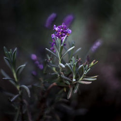 Close-up of purple flowering plant