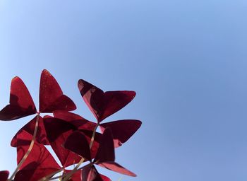 Low angle view of red flowering plant against clear blue sky