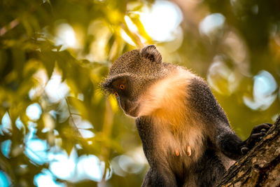 Low angle view of monkey on tree