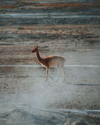 Side view of alpaca walking on field at atacama desert