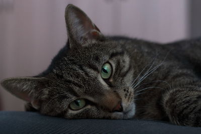 Close-up portrait of cat lying down